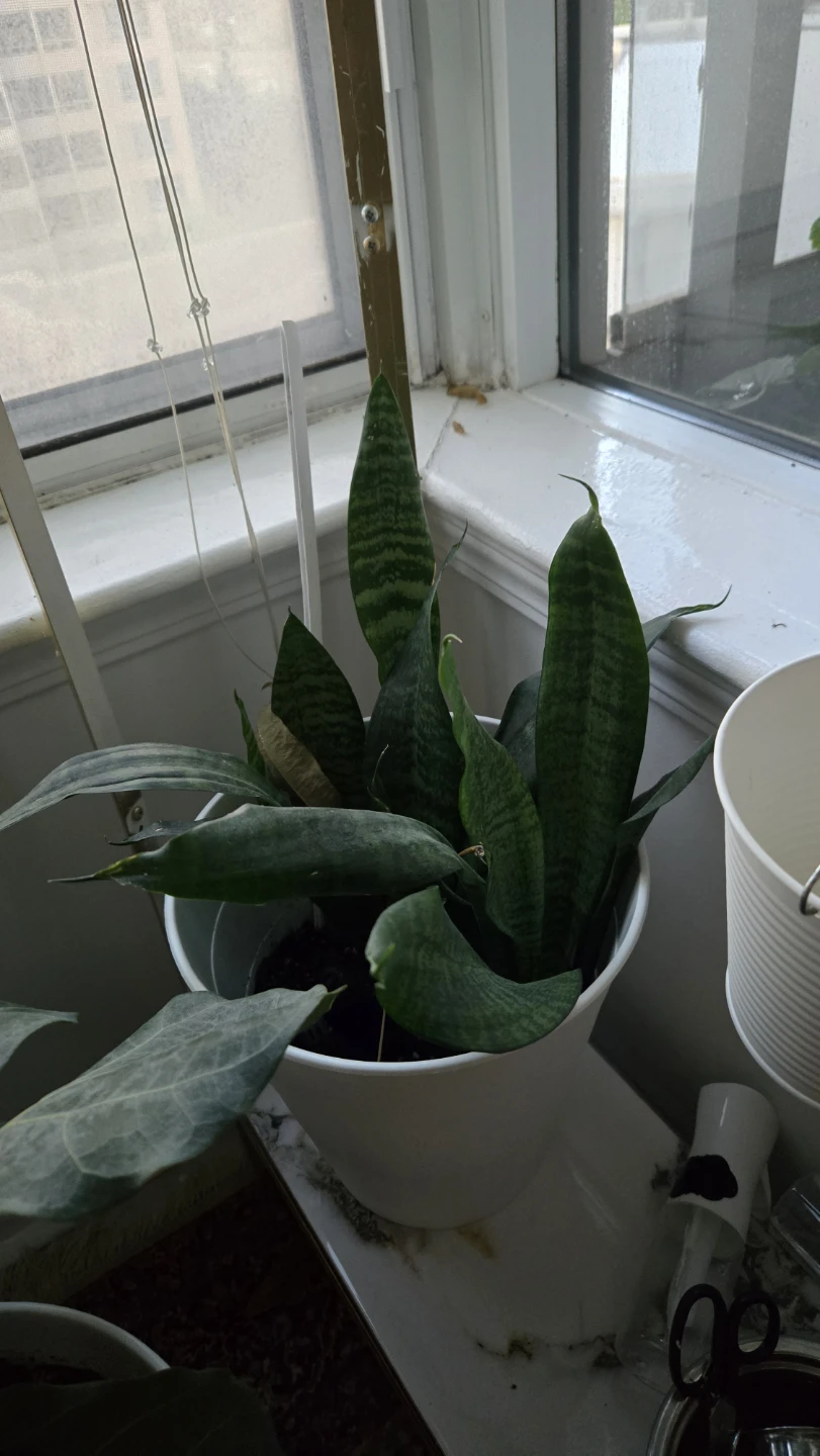 Snake Plant in White Pot - photo 3