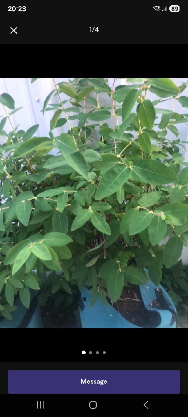 Healthy Green Plant Bush
