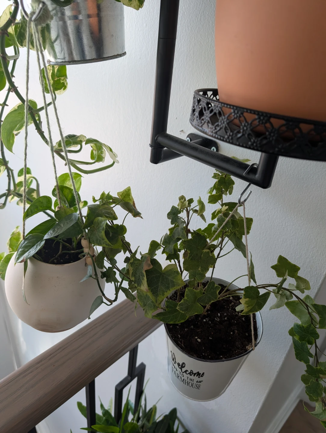 Indoor plants with pots