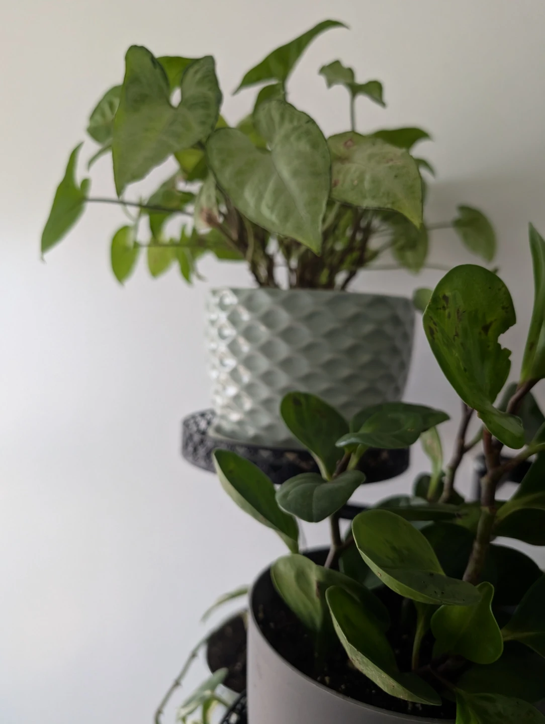 Indoor plants with pots - photo 3