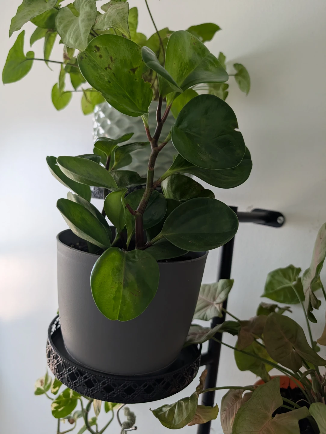 Indoor plants with pots - photo 4