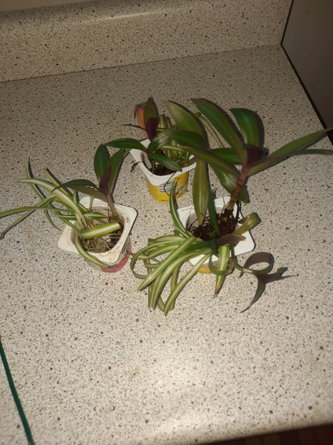 Plant clippings