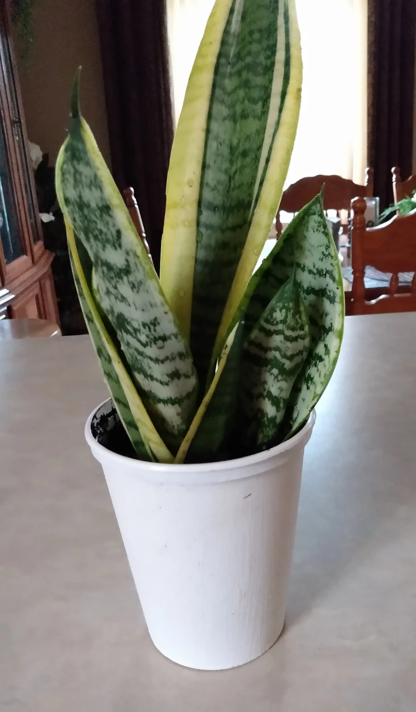 Live indoor Snake Plant in White Pot
