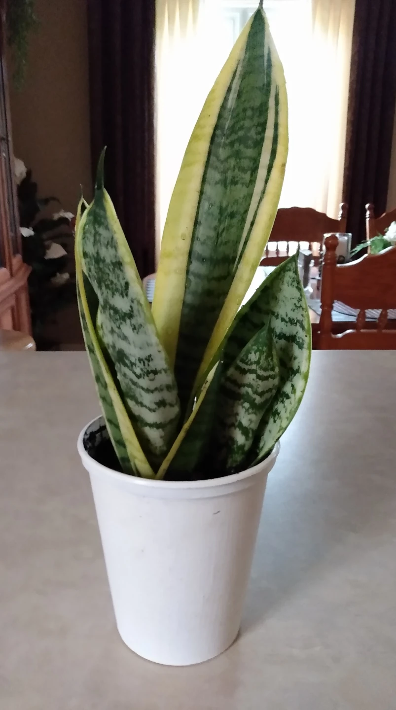 Live indoor Snake Plant in White Pot - photo 2