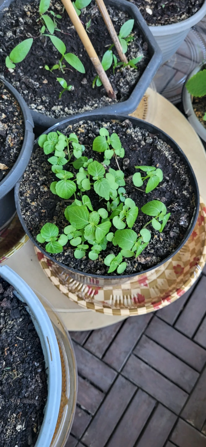 Shiso/Perilla/ Korean sesame plant