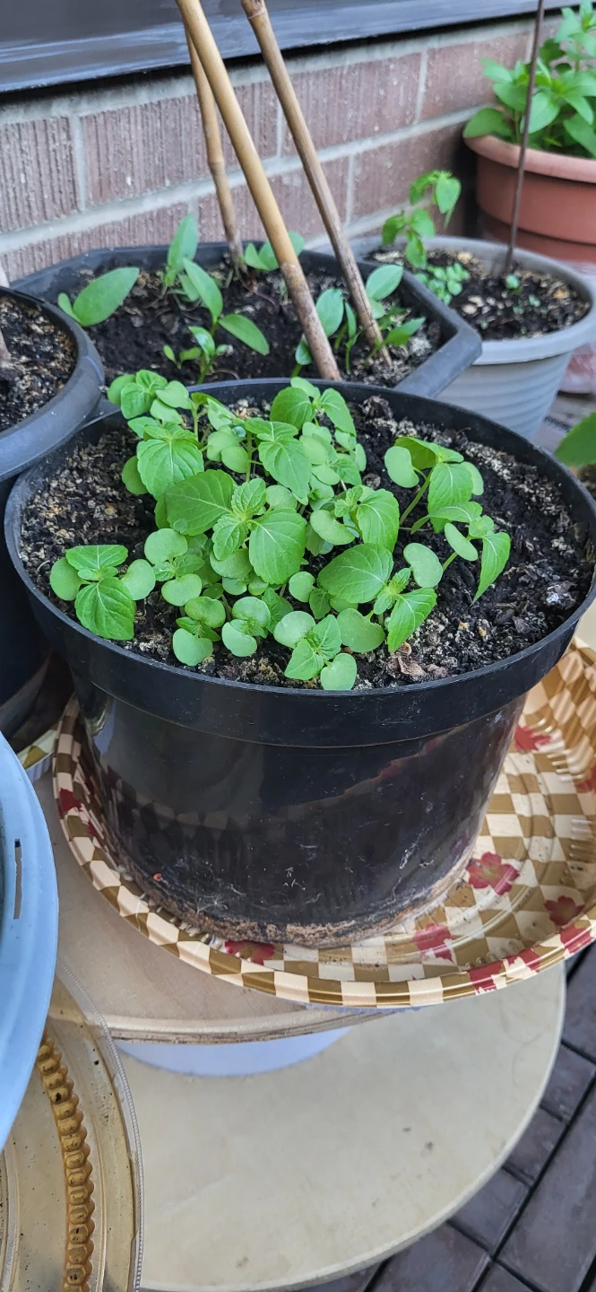 Shiso/Perilla/ Korean sesame plant - photo 2
