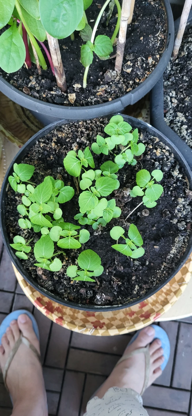 Shiso/Perilla/ Korean sesame plant - photo 3