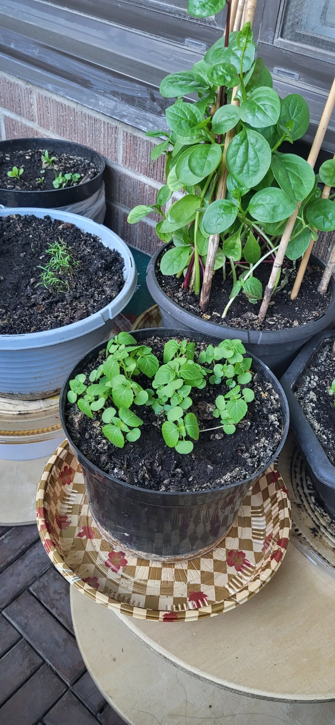 Shiso/Perilla/ Korean sesame plant - photo 4