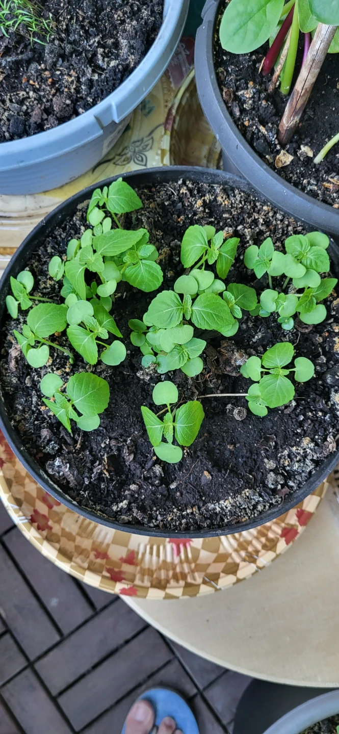 Shiso/Perilla/ Korean sesame plant - photo 5