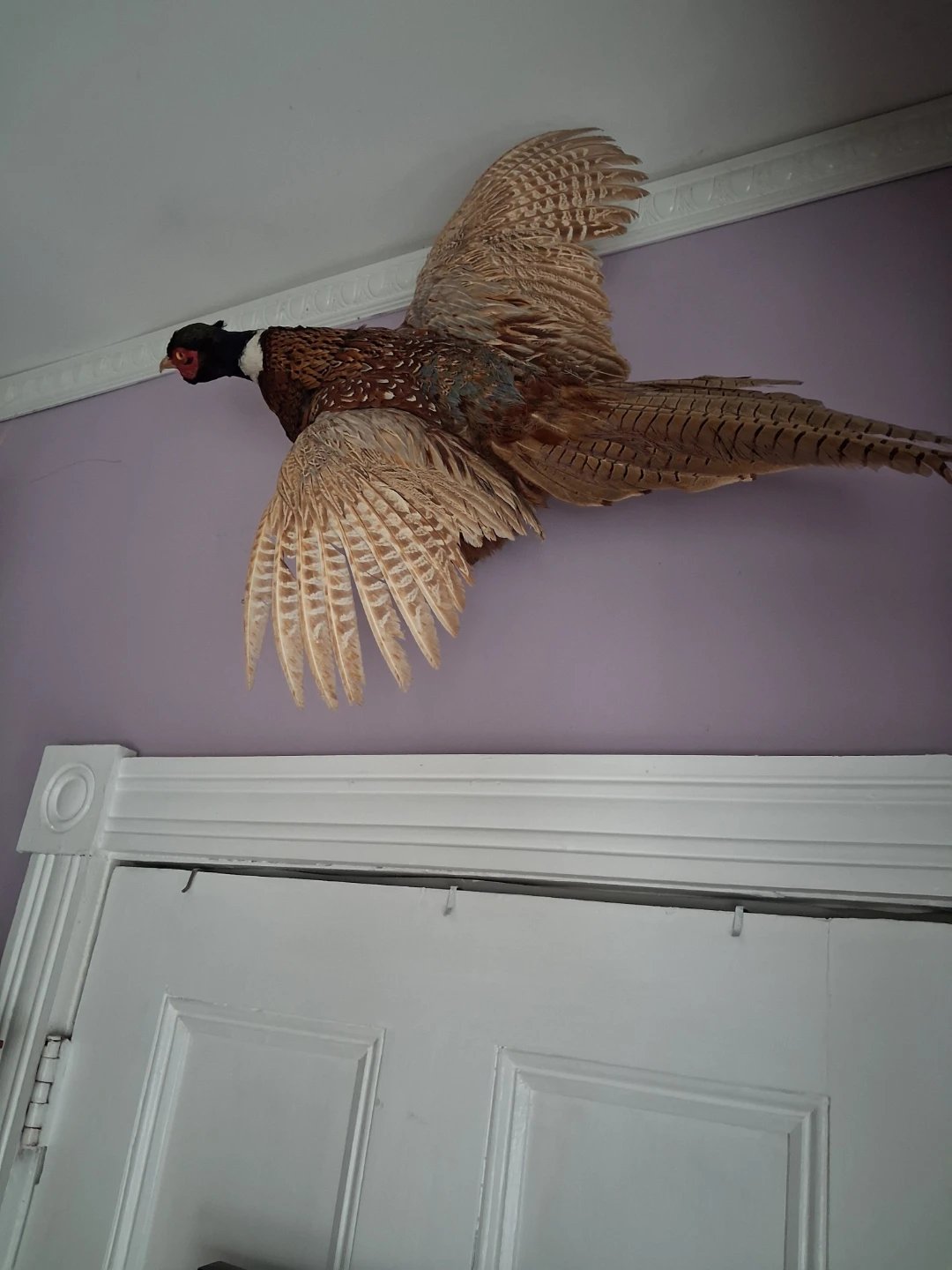 Taxidermy Pheasant Mounts - photo 4