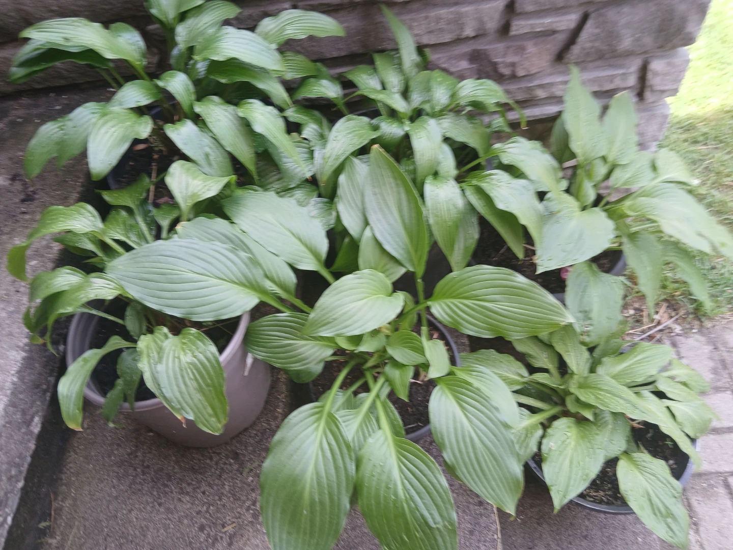 Hosta Plants in pots, 6pots for $30 - photo 3