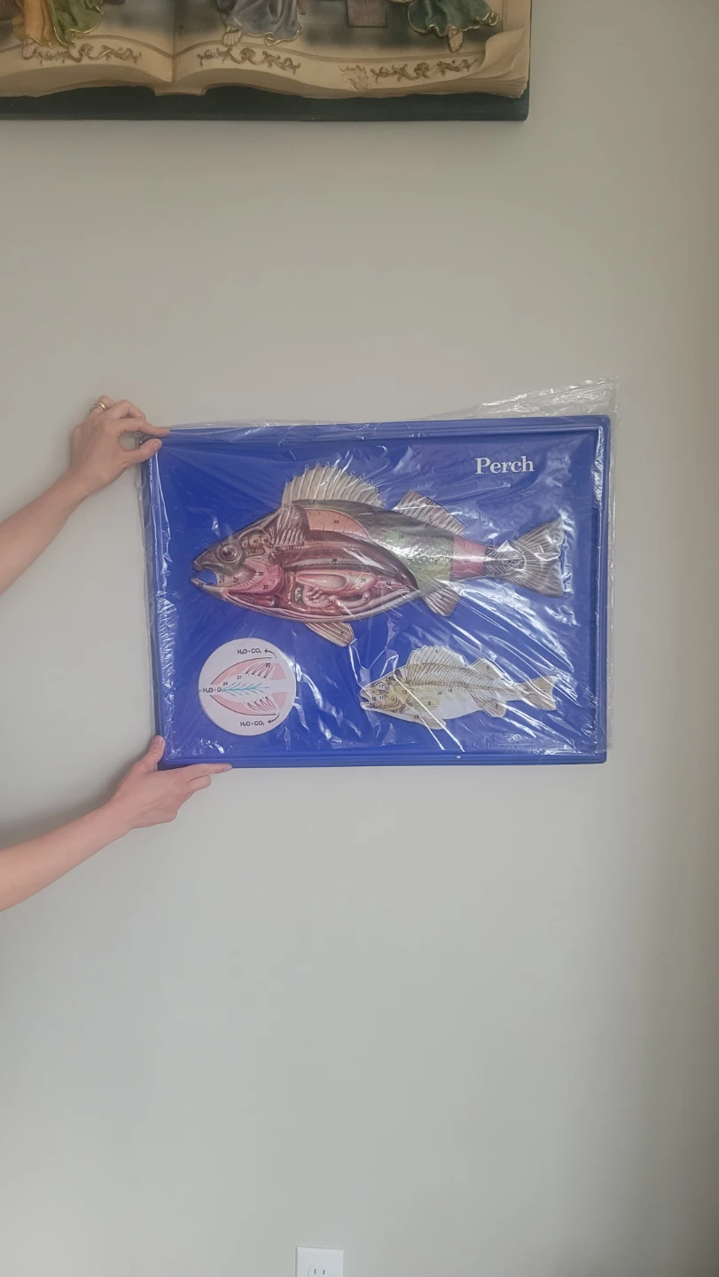 Scientific Perch 3D Fish Anatomy  Shows the typical bony ....