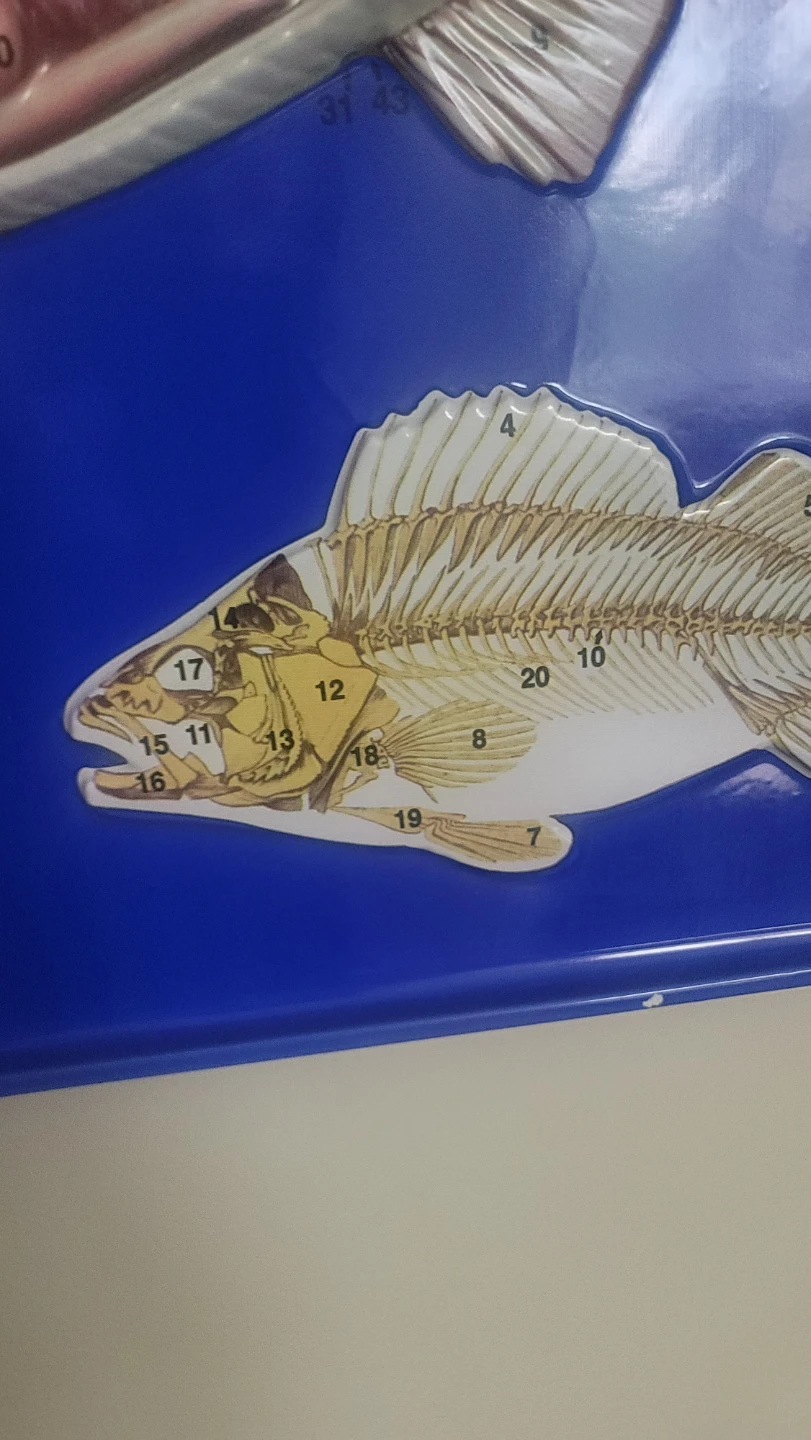Scientific Perch 3D Fish Anatomy  Shows the typical bony .... - photo 4