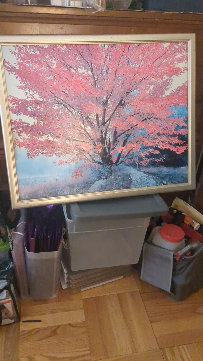 Framed Print of Pink Maple Tree - photo 2