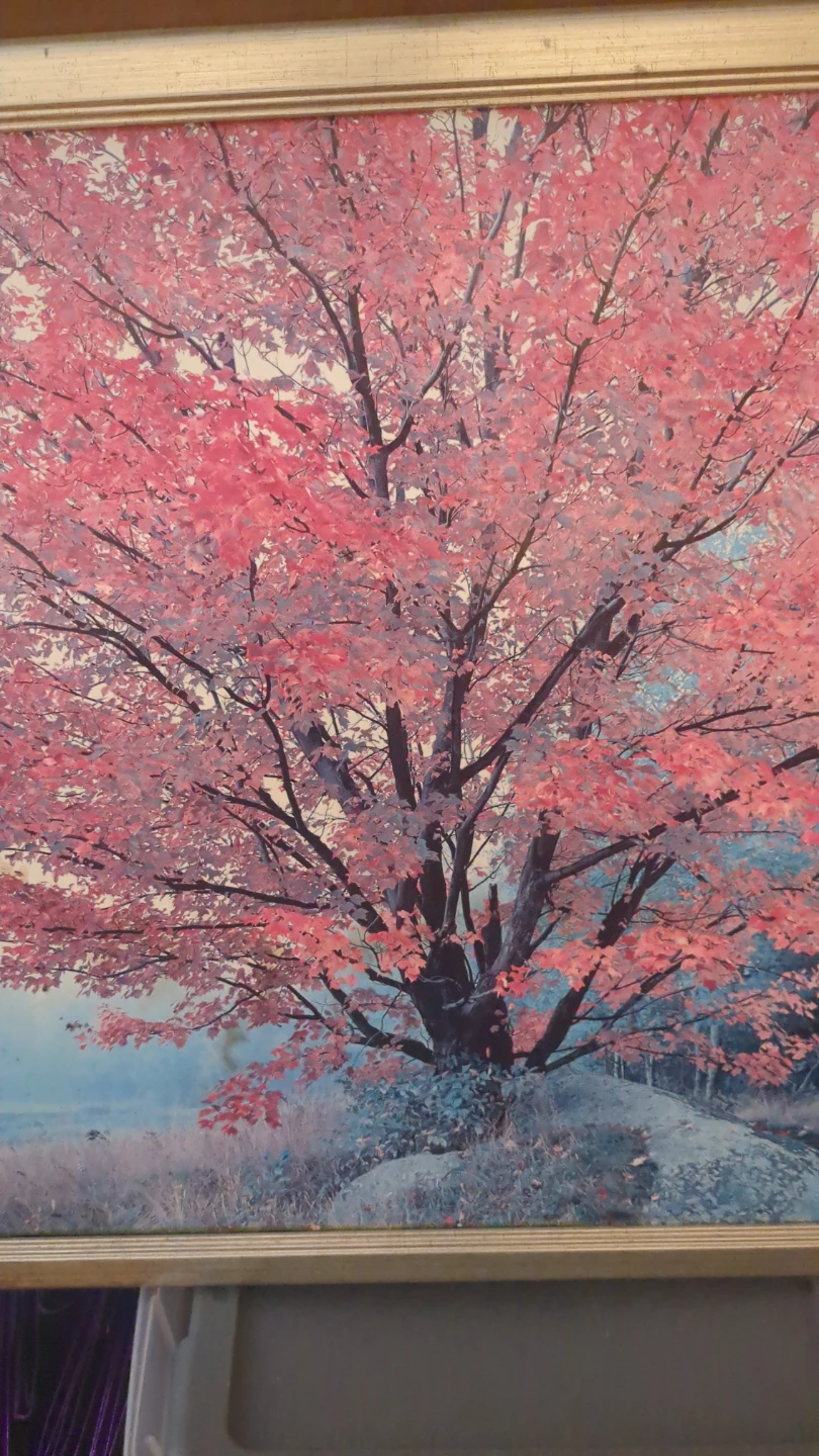 Framed Print of Pink Maple Tree - photo 3