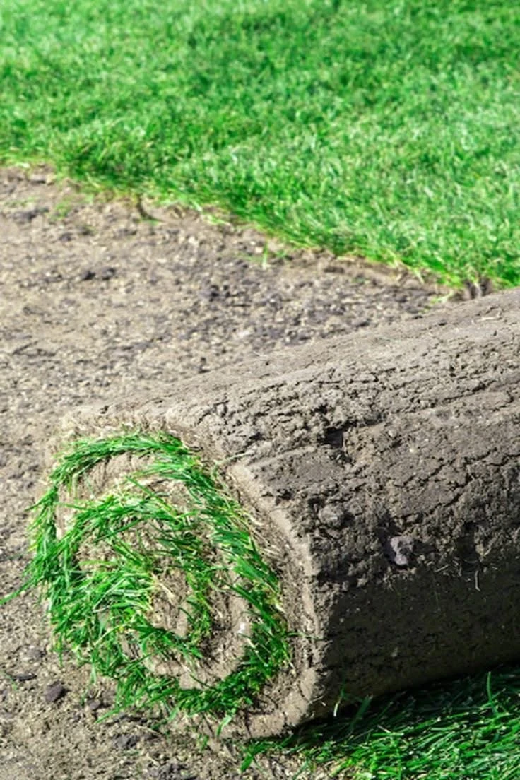 Fresh Sod Rolls Kentucky Bluegrass - photo 4
