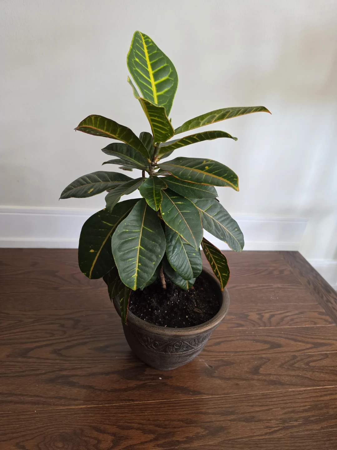 Croton Indoor Plant, 2 ft with Pot