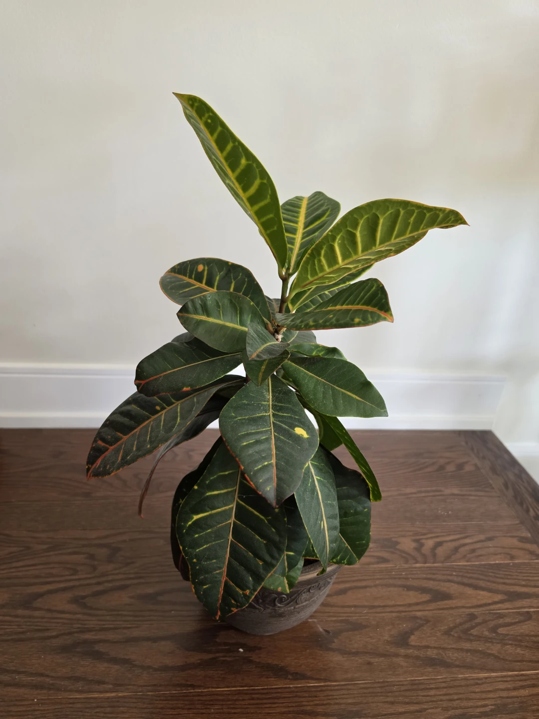 Croton Indoor Plant, 2 ft with Pot - photo 2