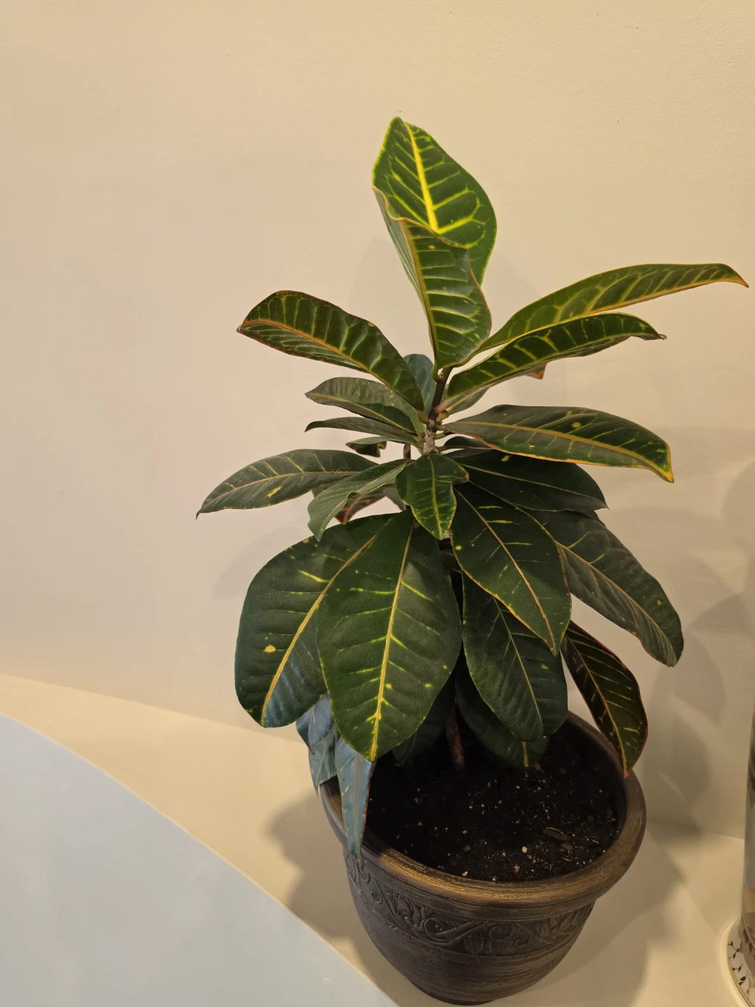 Croton Indoor Plant, 2 ft with Pot - photo 3