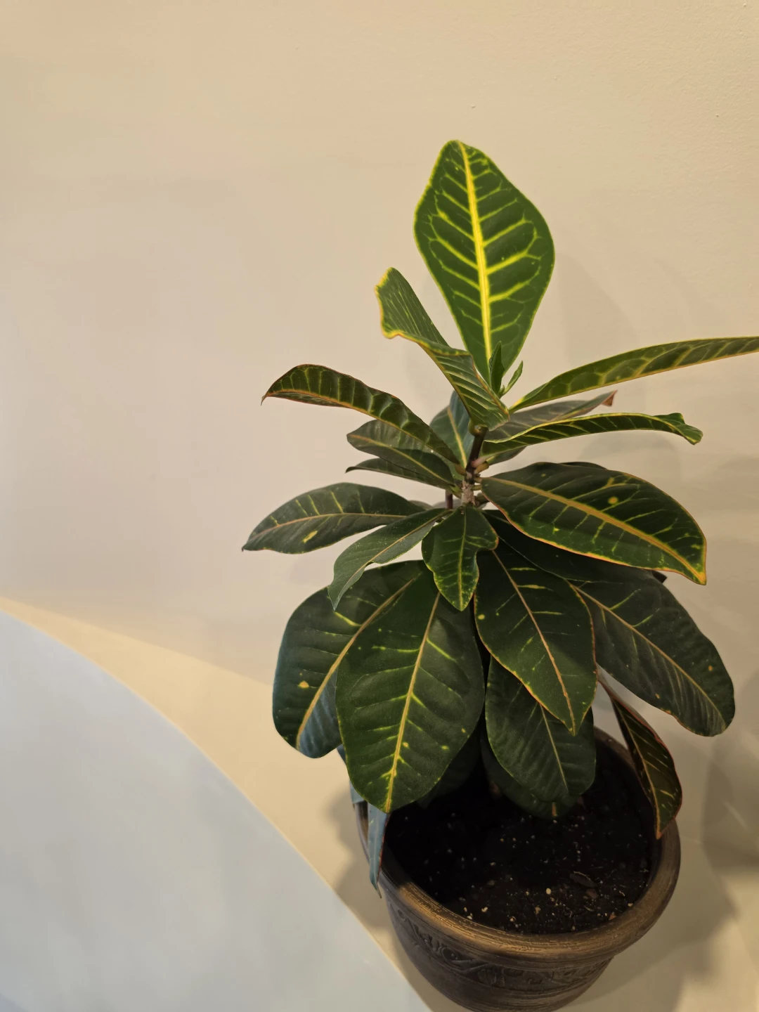 Croton Indoor Plant, 2 ft with Pot - photo 4