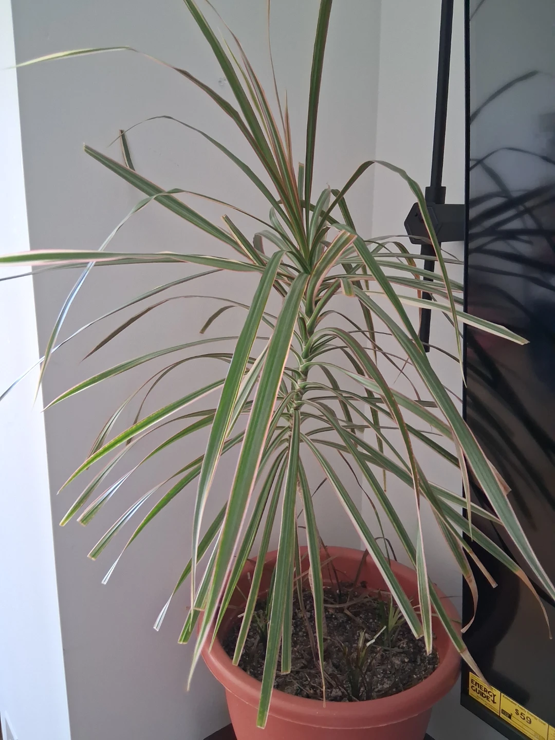 Dracaena Marginata Plant