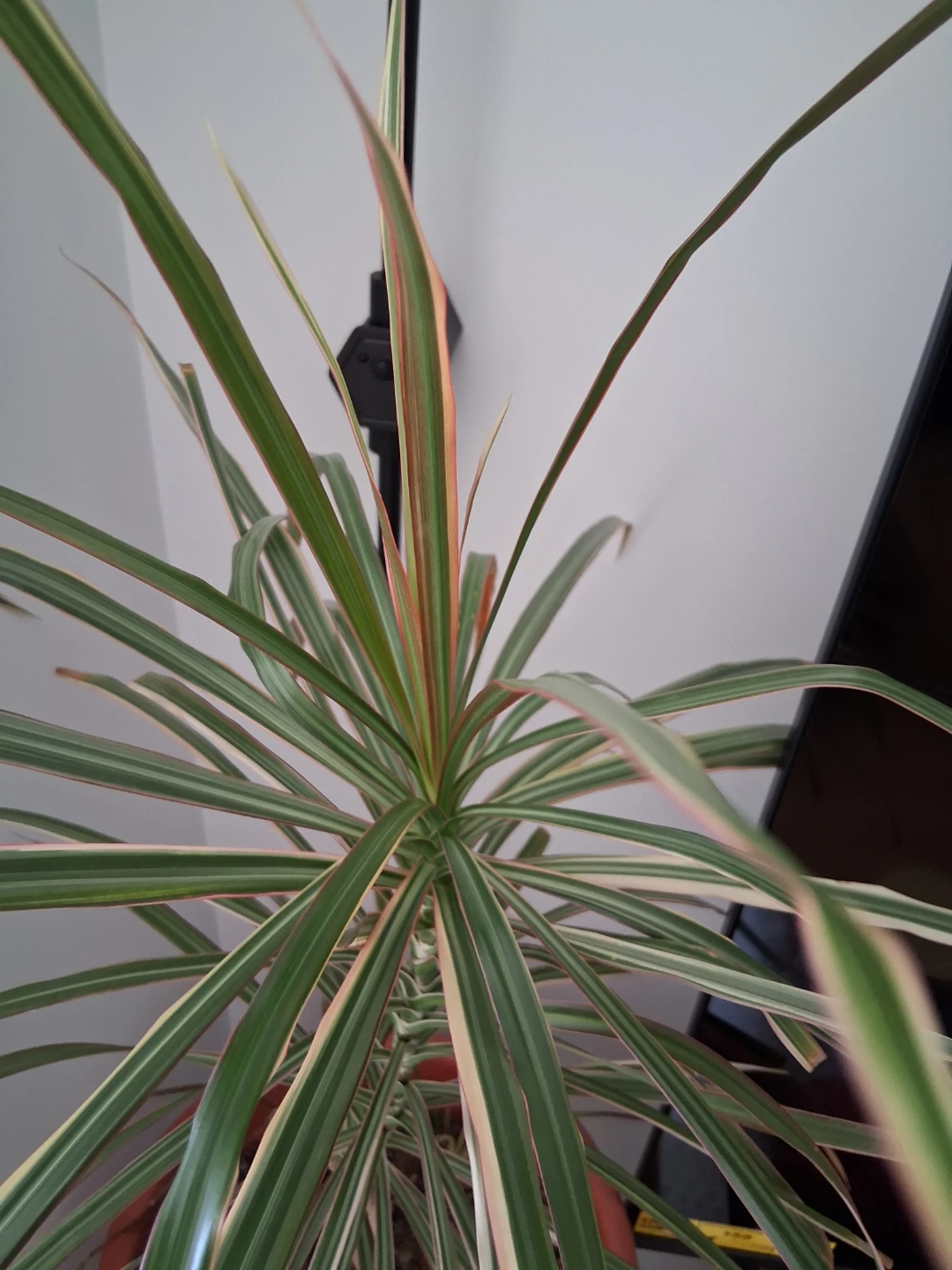 Dracaena Marginata Plant - photo 2