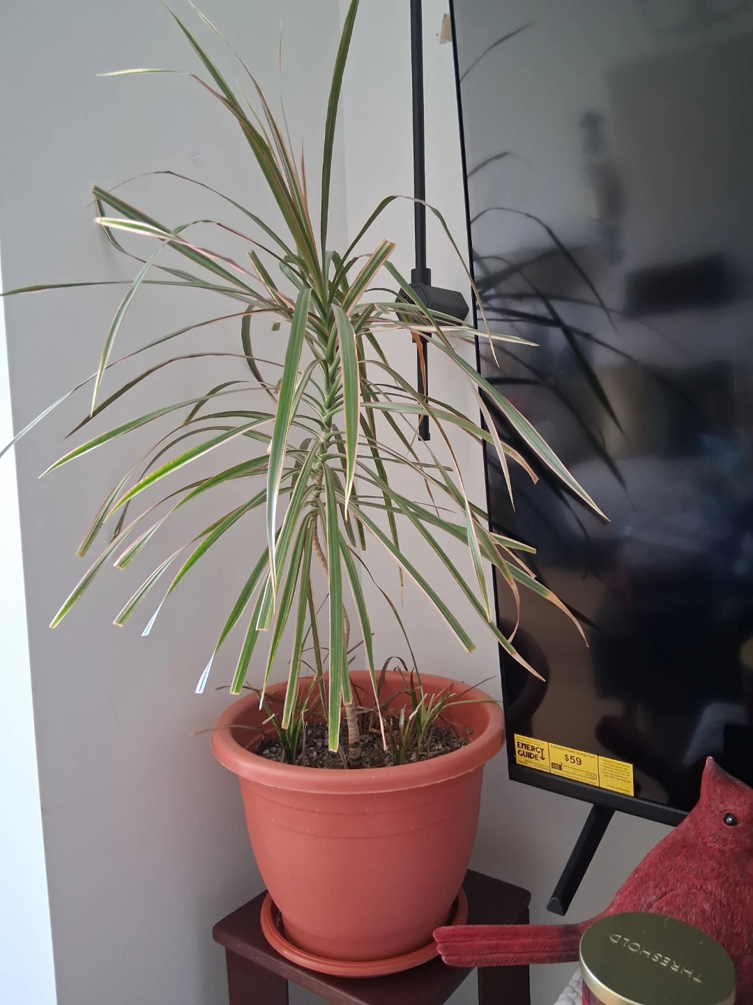 Dracaena Marginata Plant - photo 3
