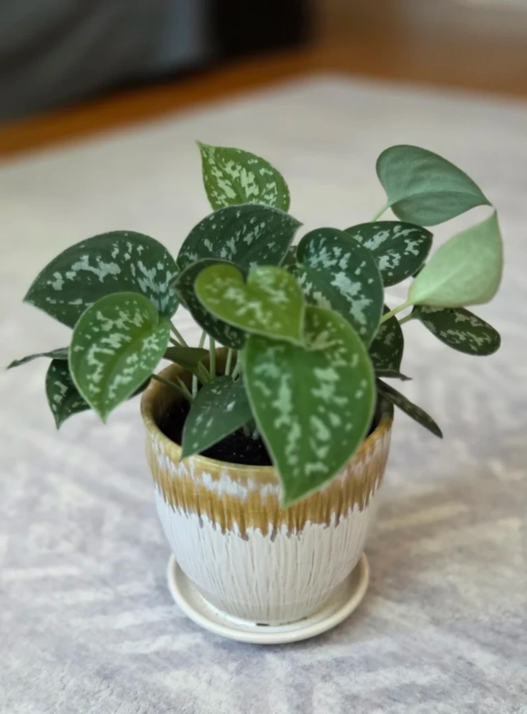 Silver Vine Plant 🪴 - photo 3