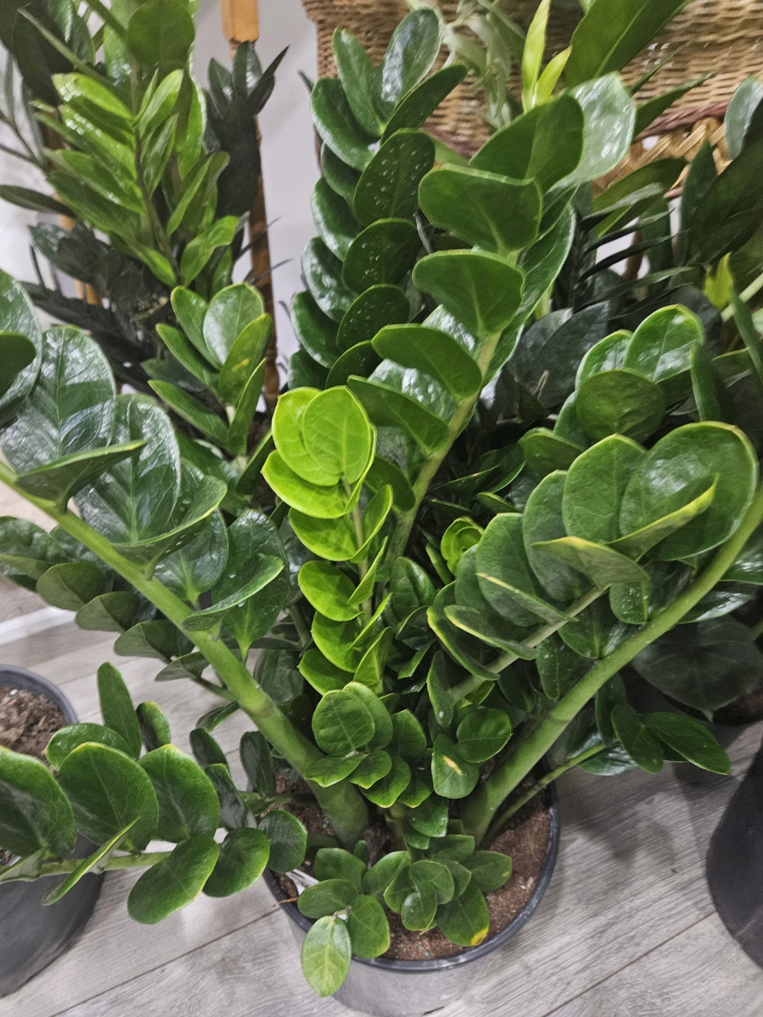 ZZ Plant (Zamioculcas zamiifolia)