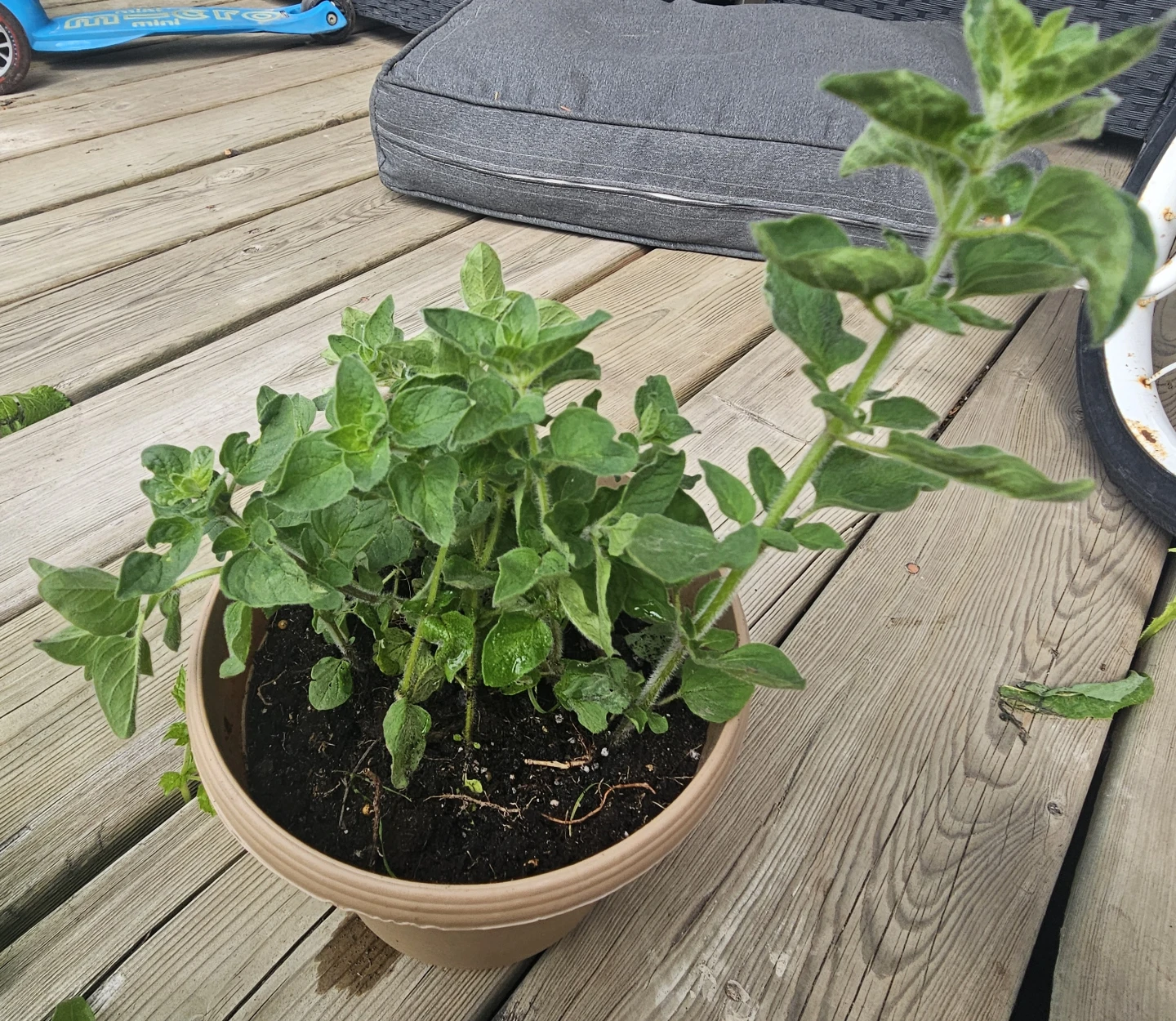 Oregano plant in pot