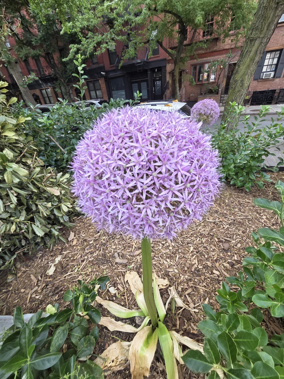 Purple Allium Flower