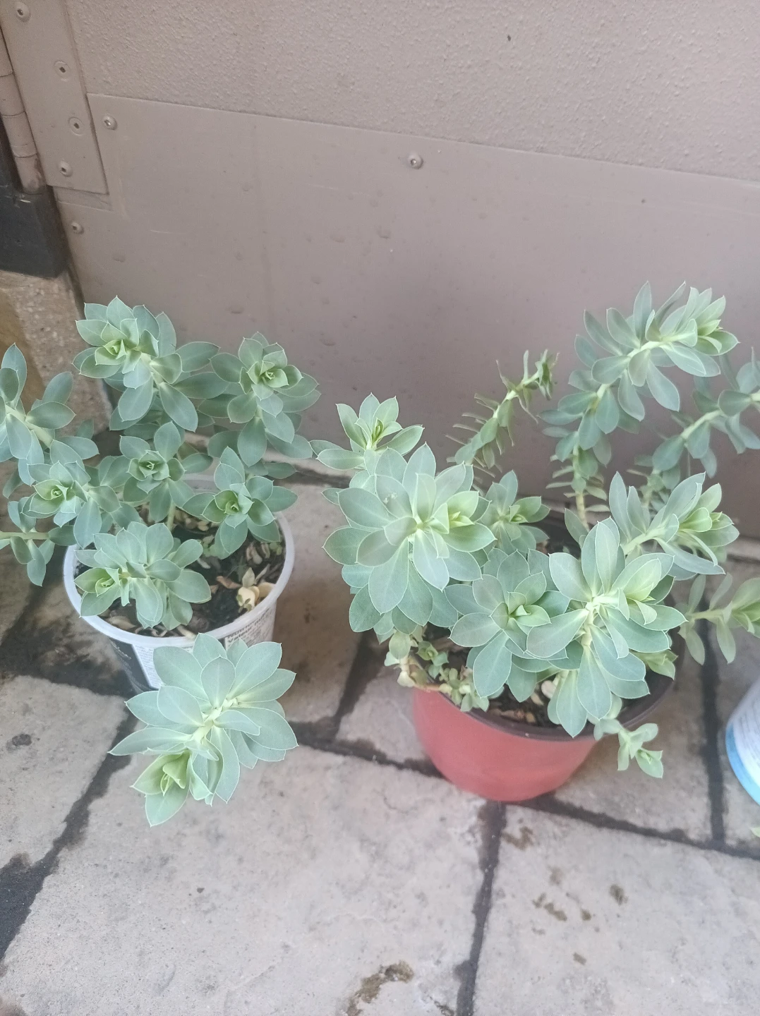 Sedum succulents