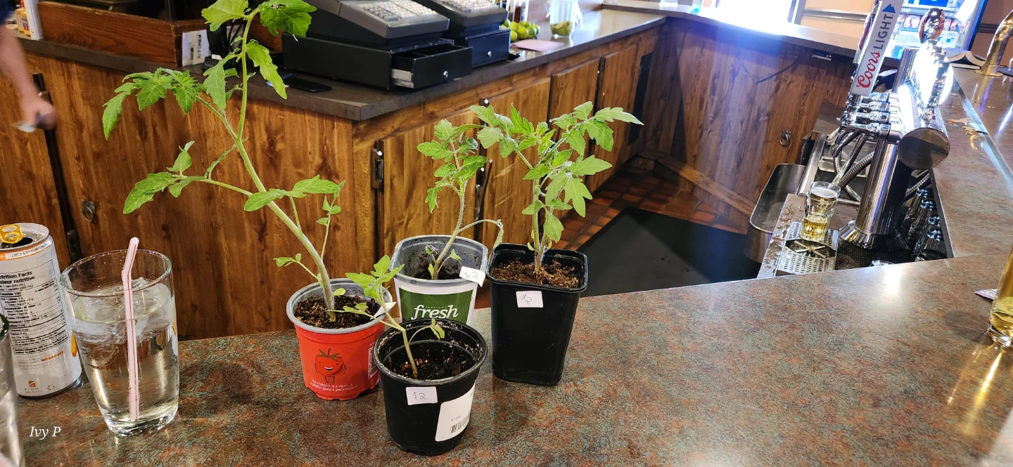 Tomato Plant Seedlings