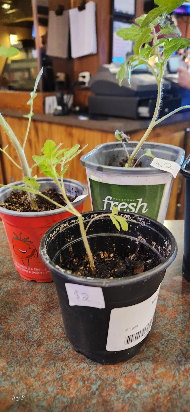 Tomato Plant Seedlings - photo 2