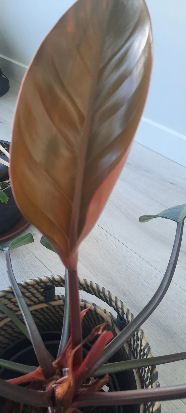 Philodendron "Red Congo" in Basket - photo 2