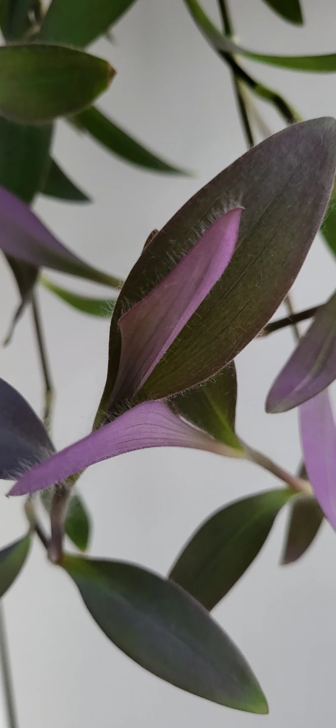 Tradescantia Purple Heart - photo 2