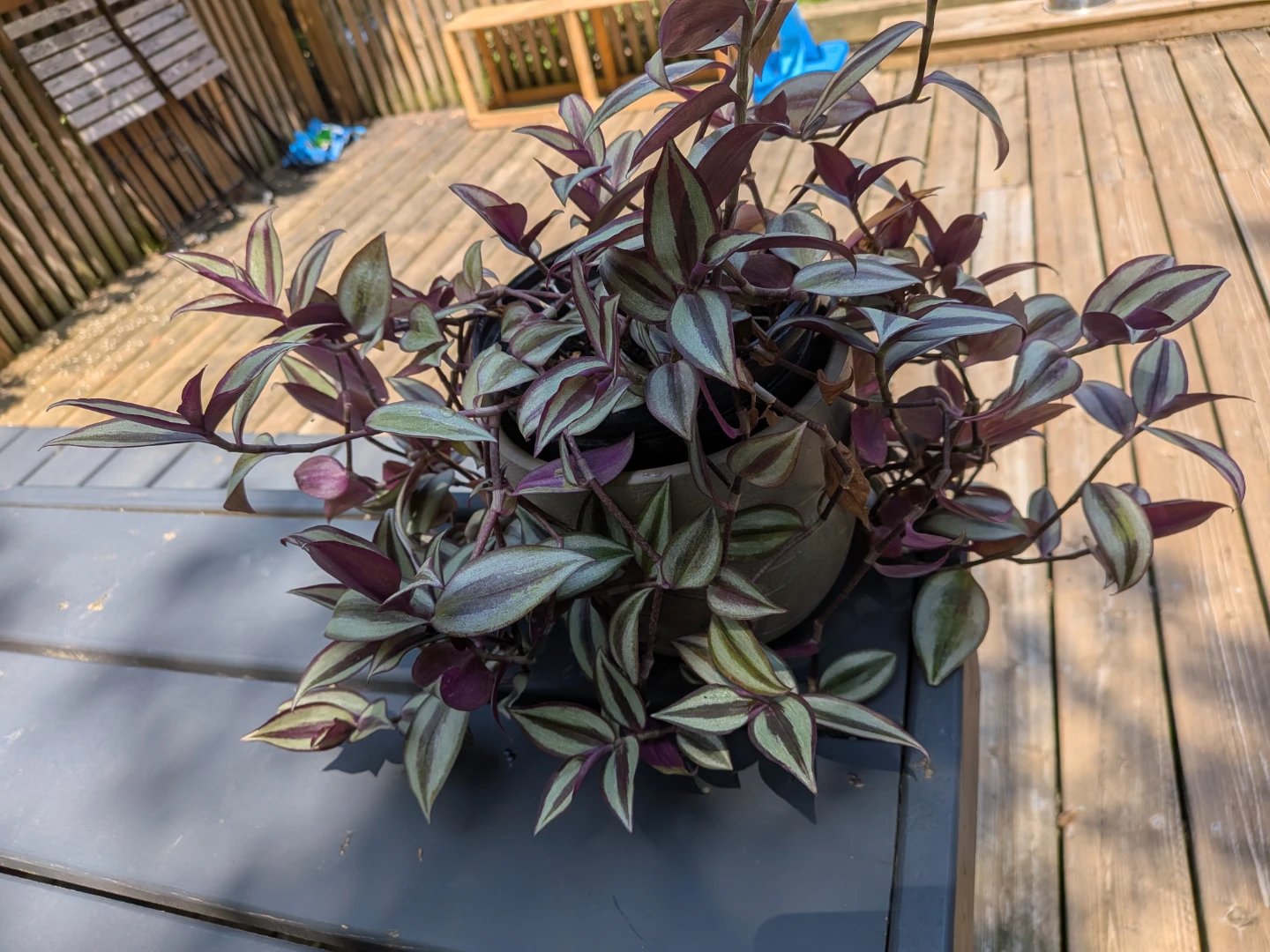 Gorgeous cascading wandering jew - photo 2