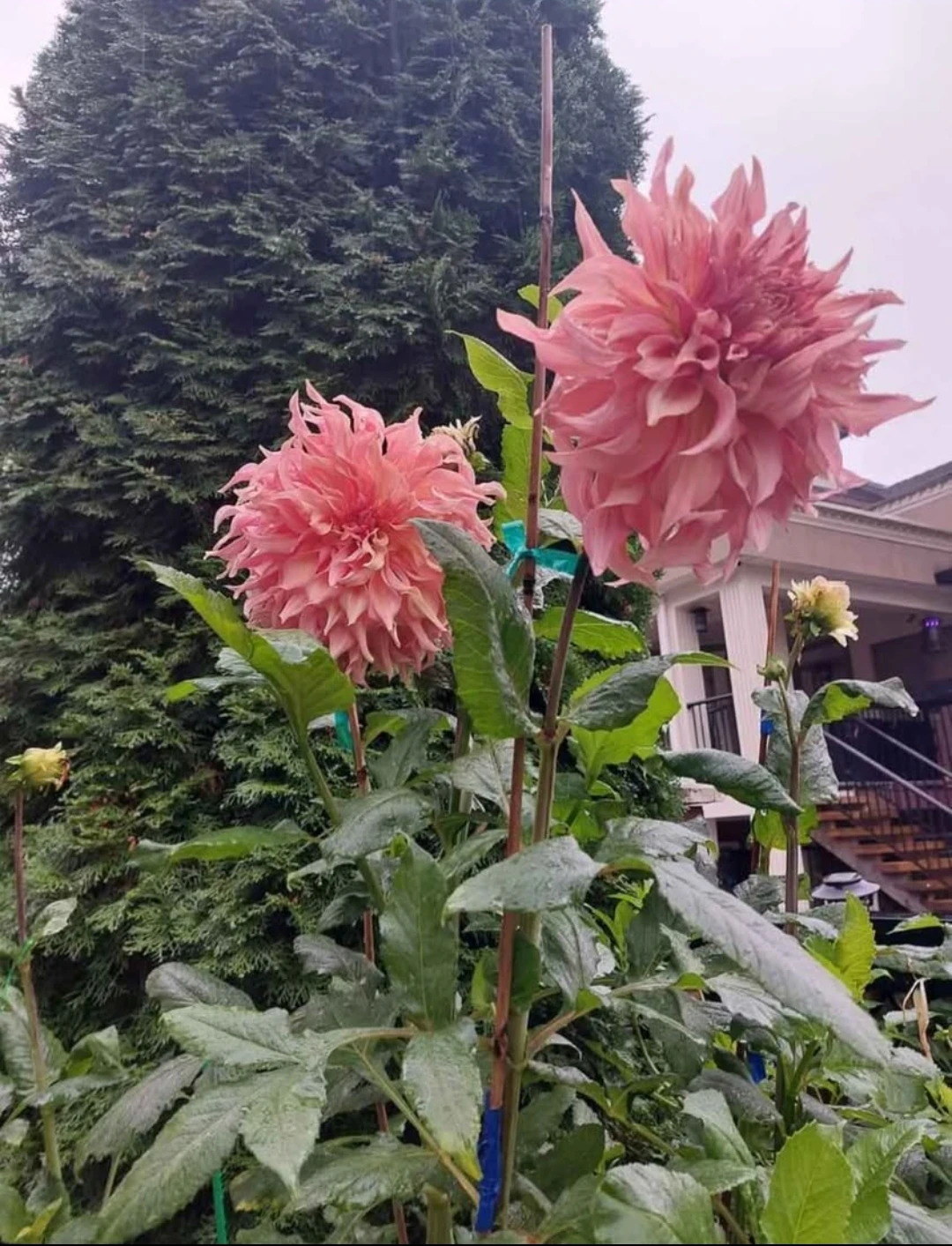 ⚽Big size dinnerplate dahlia Penhill Watermelon (tuber) - photo 2