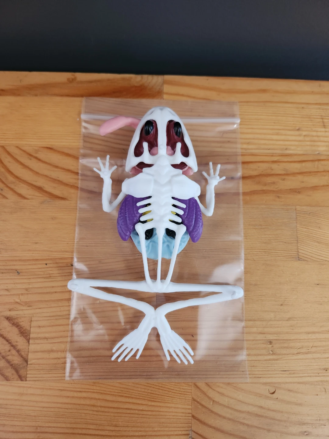 Dissect-It Frog Lab anatomy kit 4D Master Frog Anatomy Model ⚽ - photo 2