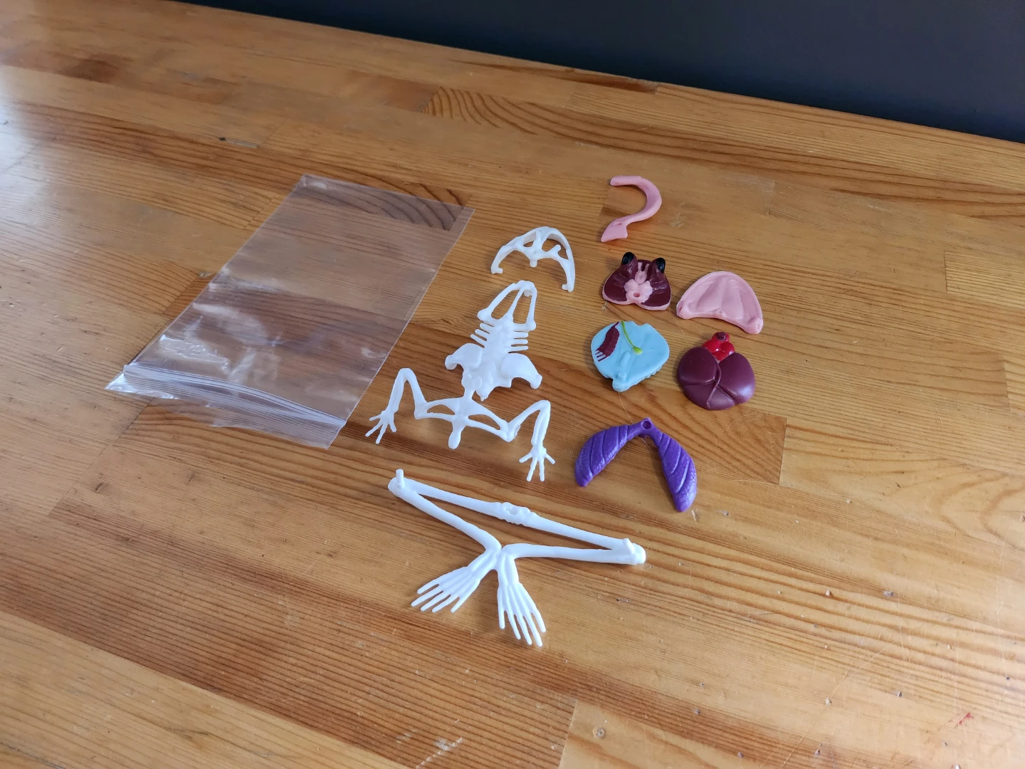 Dissect-It Frog Lab anatomy kit 4D Master Frog Anatomy Model ⚽ - photo 4