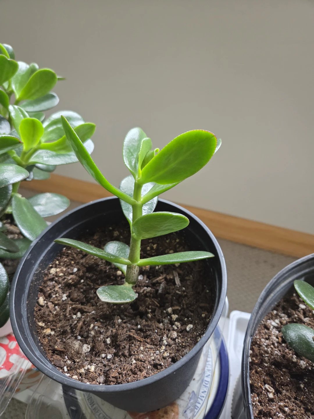 Jade Plant Succulent