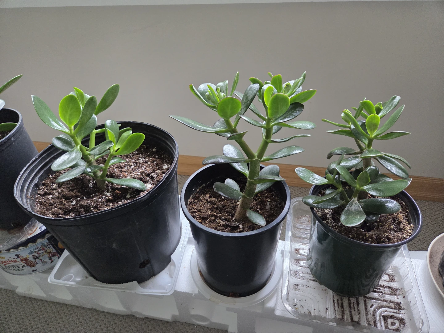 Jade Plant Succulent - photo 2
