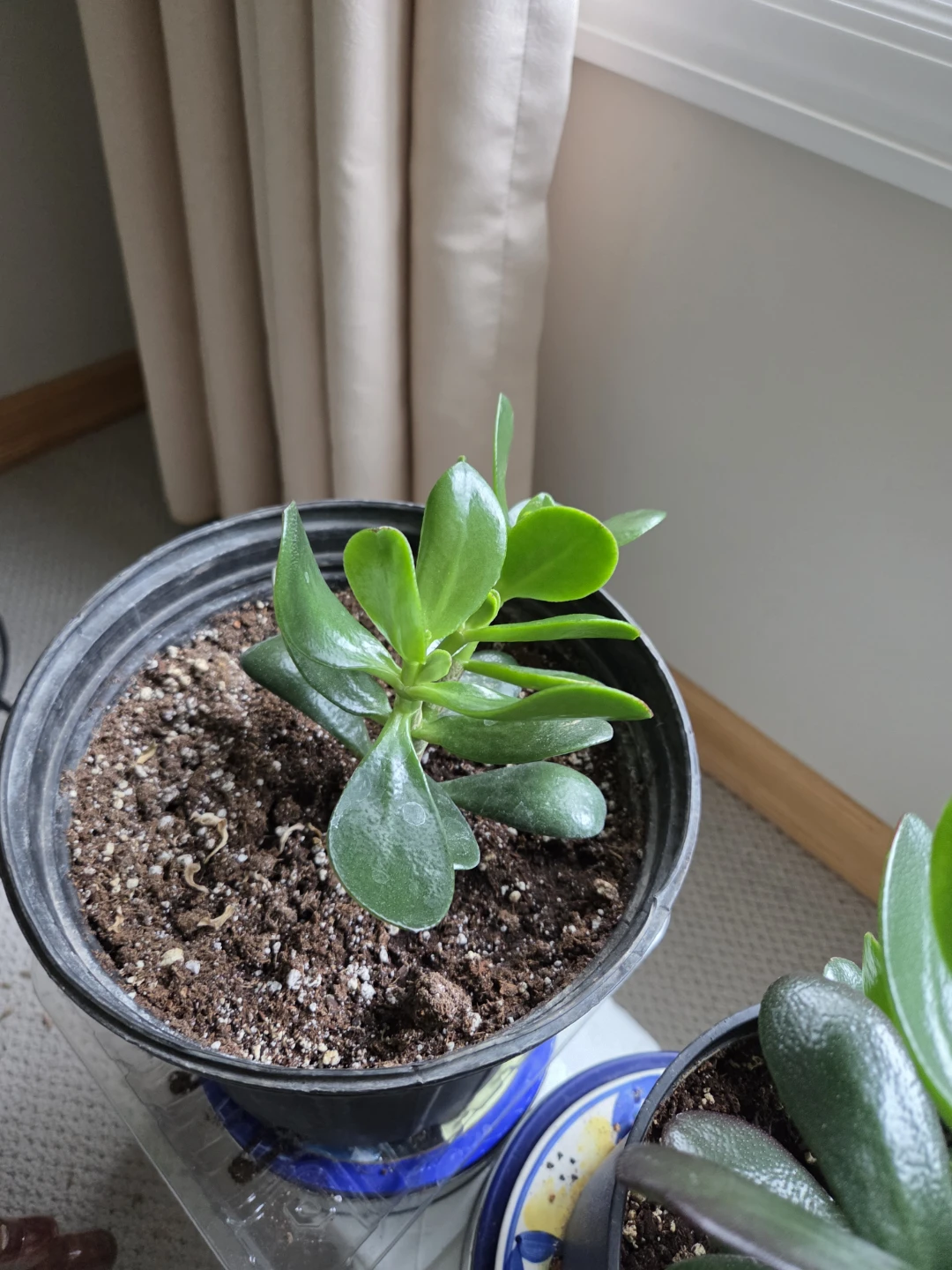 Jade Plant Succulent - photo 3