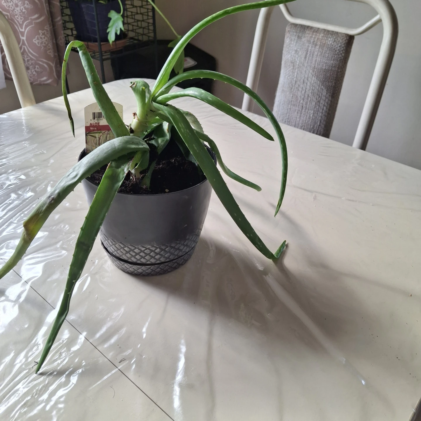 Aloe Vera Plant in Pot