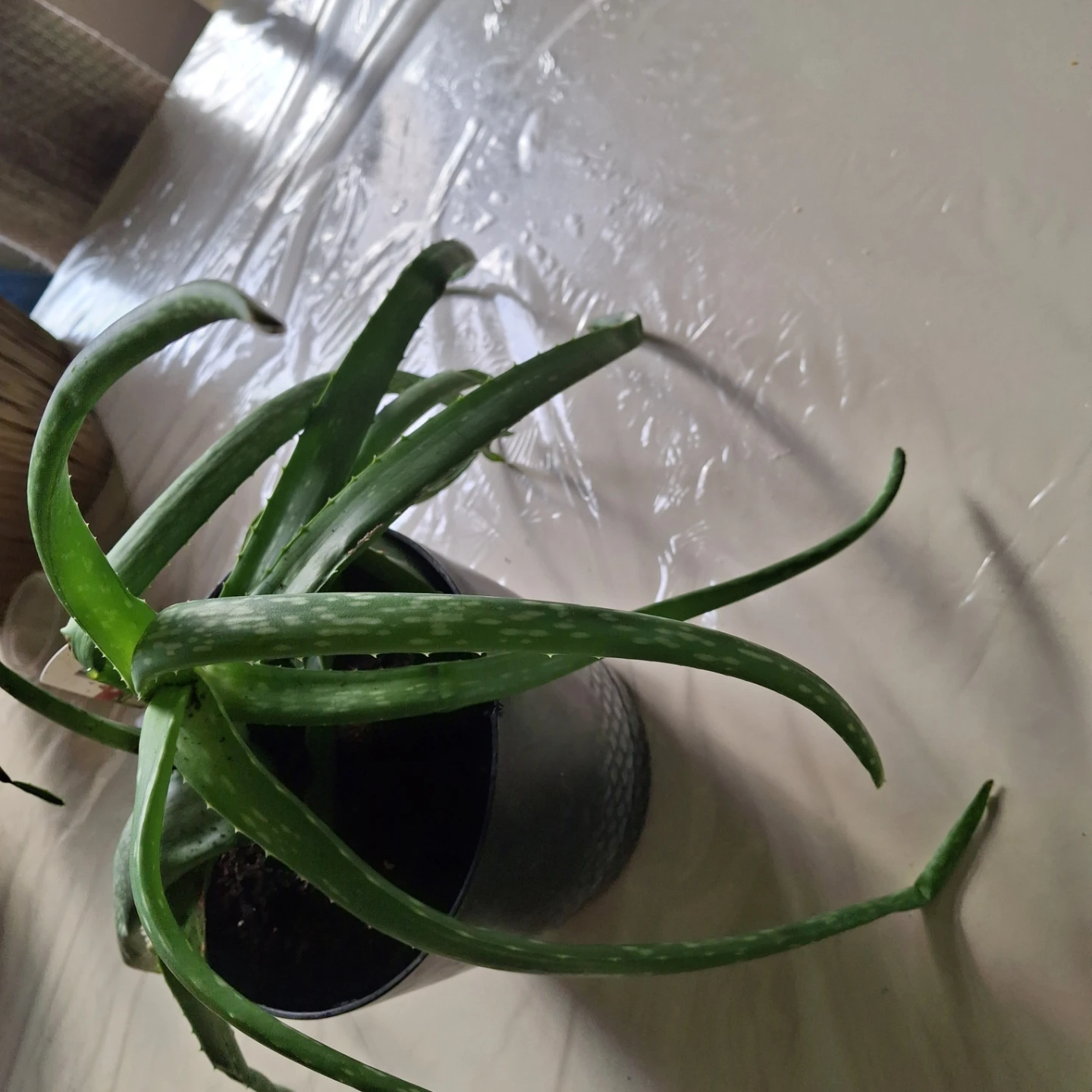 Aloe Vera Plant in Pot - photo 2