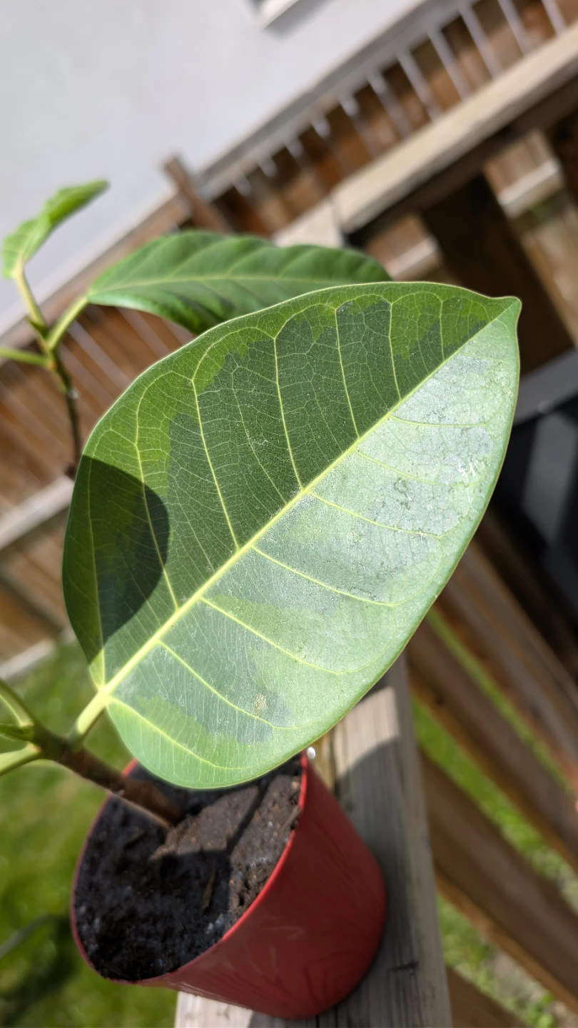 Healthy Ficus 'Yellow Gem' for sale 🌱