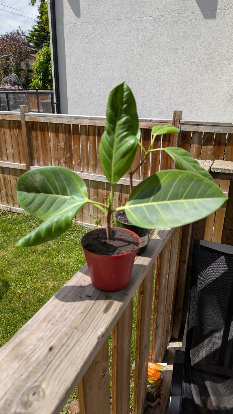 Healthy Ficus 'Yellow Gem' for sale 🌱 - photo 3