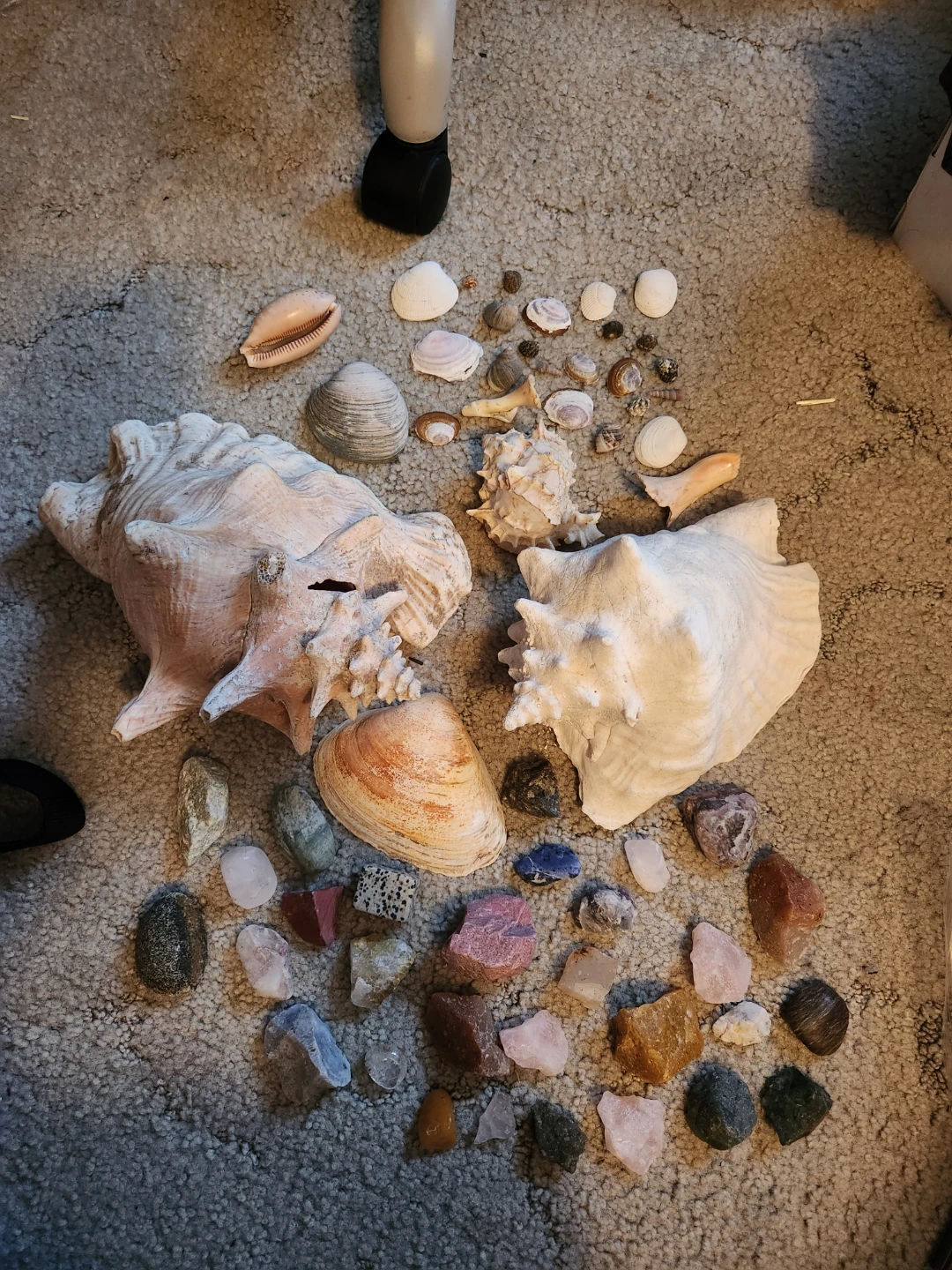 Assorted Seashells and Rocks Collection - photo 5