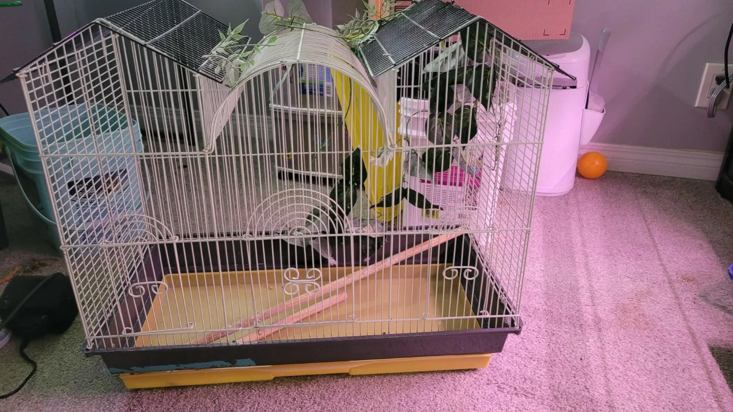House Shaped Bird Cage