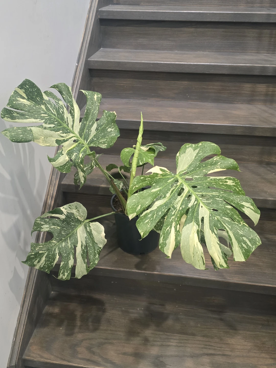Monstera thaiPlant